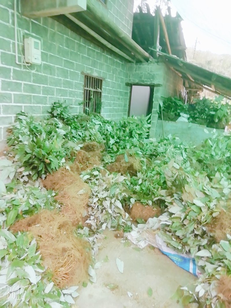 野生药材淫羊藿干货鲜货大量供应一件代发