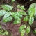 野生药材淫羊藿干货鲜货大量供应一件代发