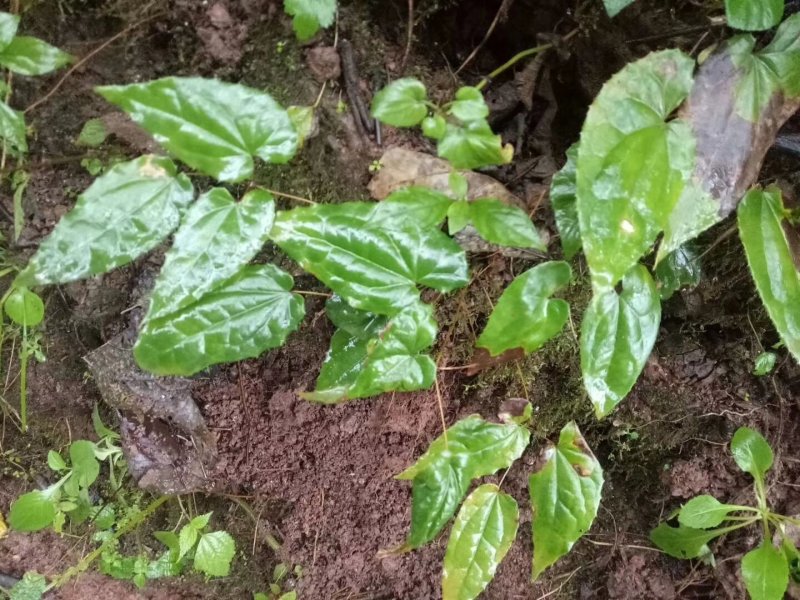 野生药材淫羊藿干货鲜货大量供应一件代发