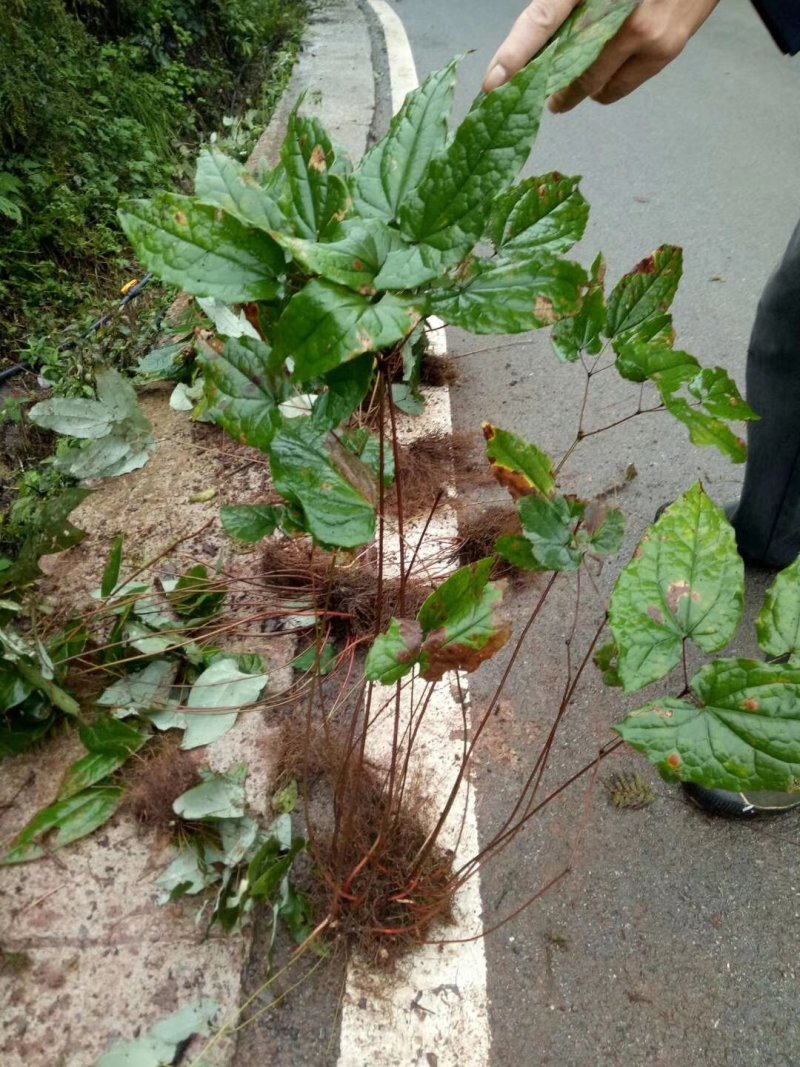 野生药材淫羊藿干货鲜货大量供应一件代发