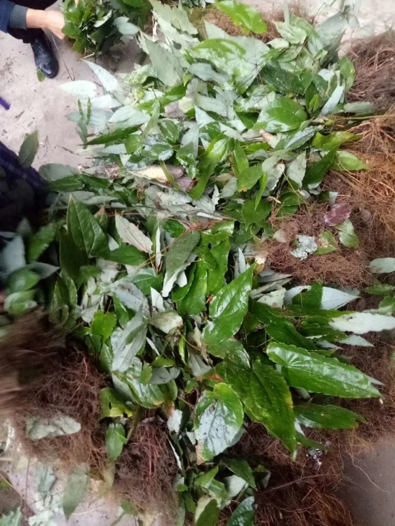 野生药材淫羊藿干货鲜货大量供应一件代发