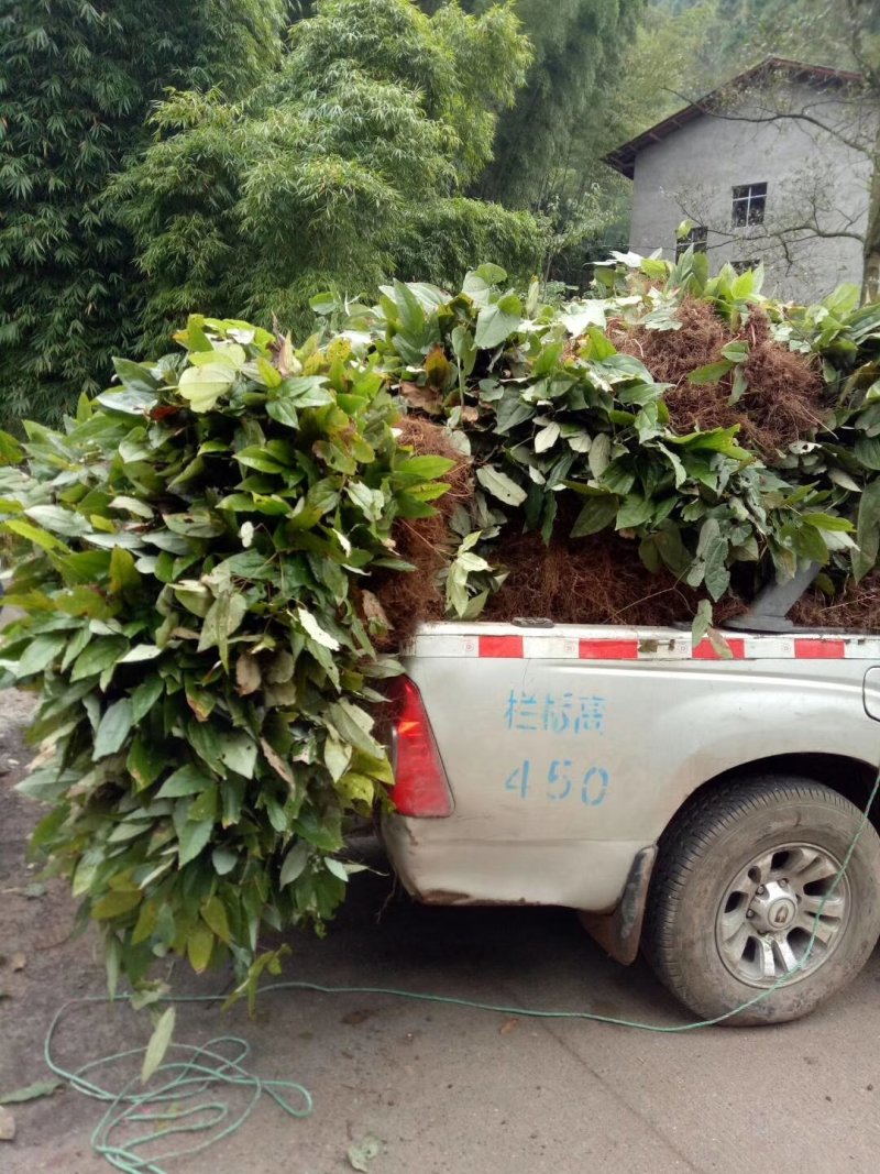 野生药材淫羊藿干货鲜货大量供应一件代发