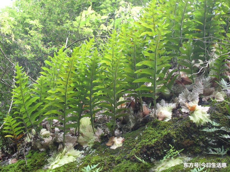 骨碎补大货，大量批发鲜货干货包含量崖壁多年生长