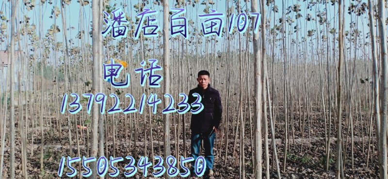 百亩107杨树苗