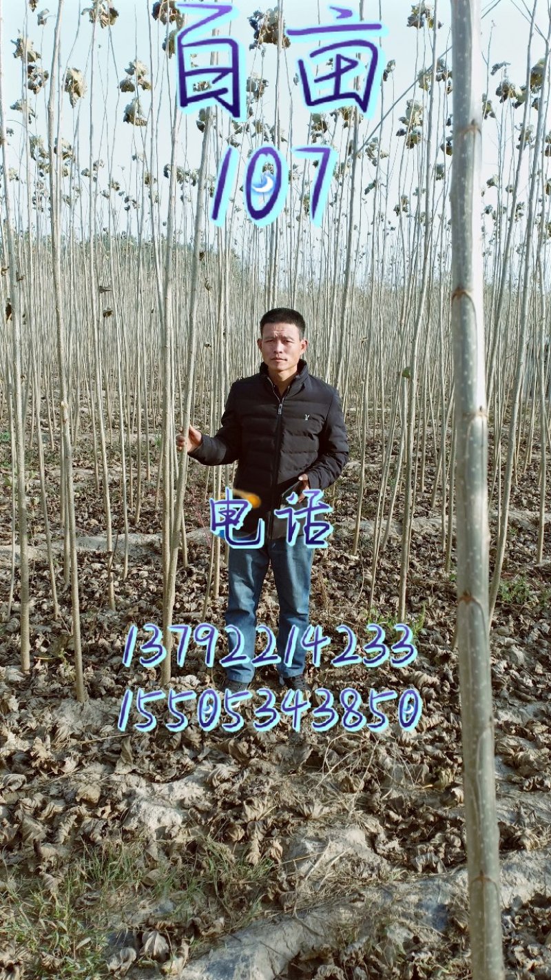 百亩107杨树苗