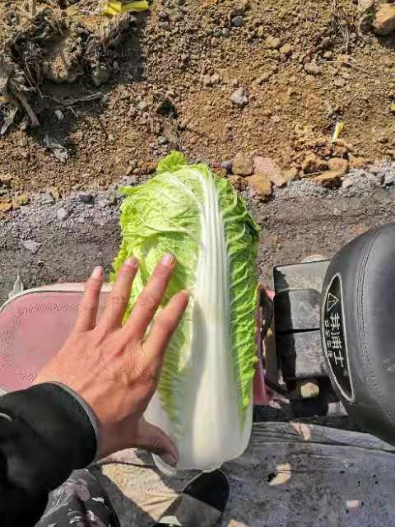 白菜玉田货！在走货中！交通方便快捷！毛菜净菜均可