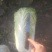 白菜玉田货！在走货中！交通方便快捷！毛菜净菜均可