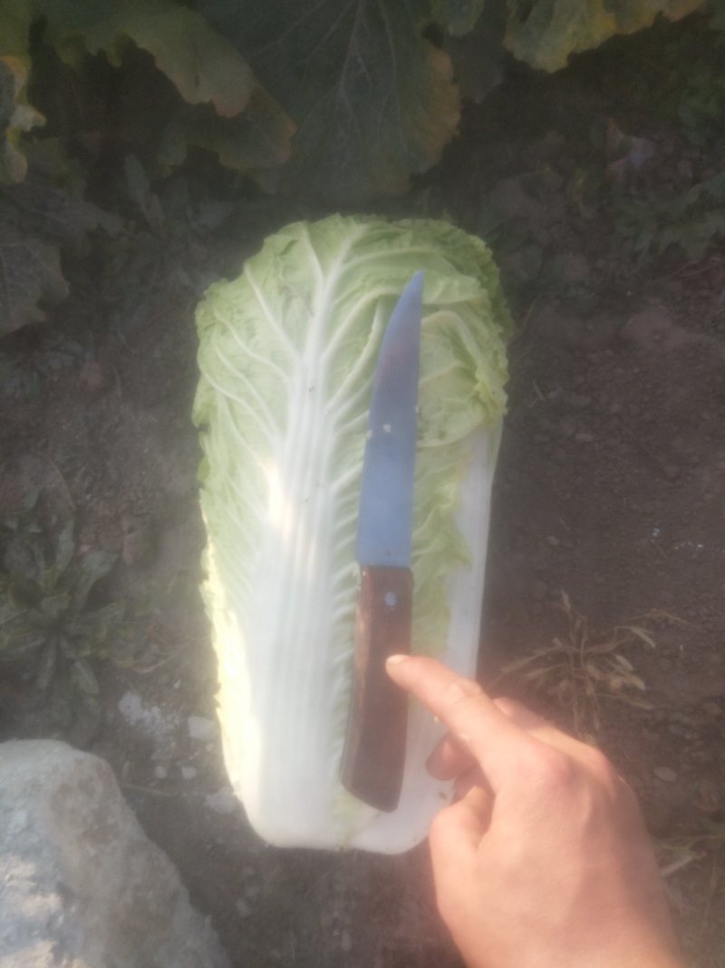 白菜玉田货！在走货中！交通方便快捷！毛菜净菜均可