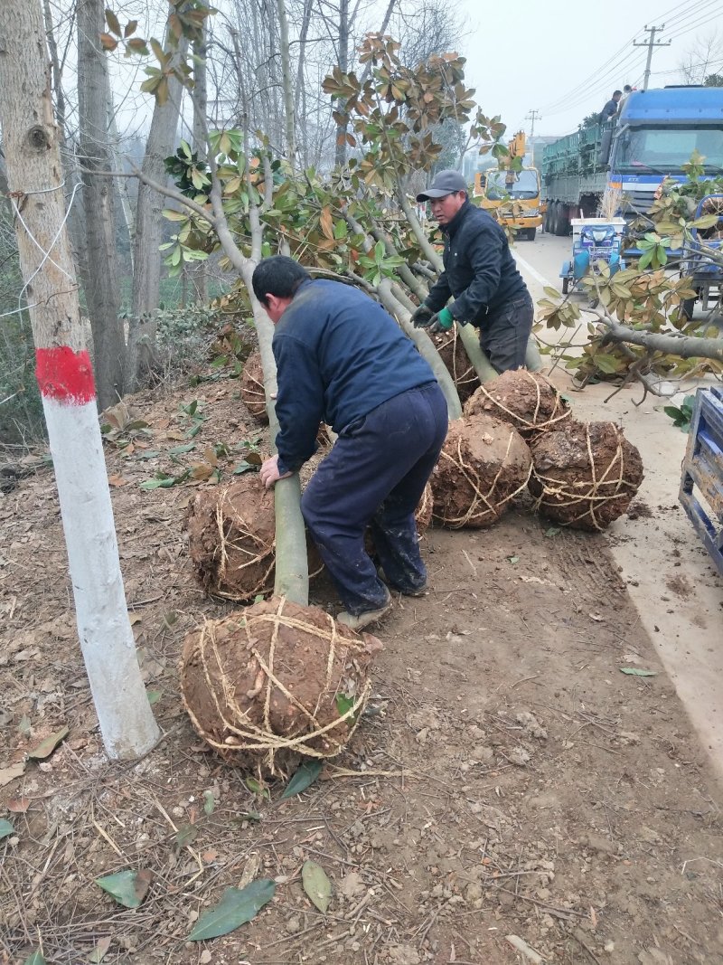 河南广玉兰树基地，河南潢川广玉兰宏昌苗圃场直销