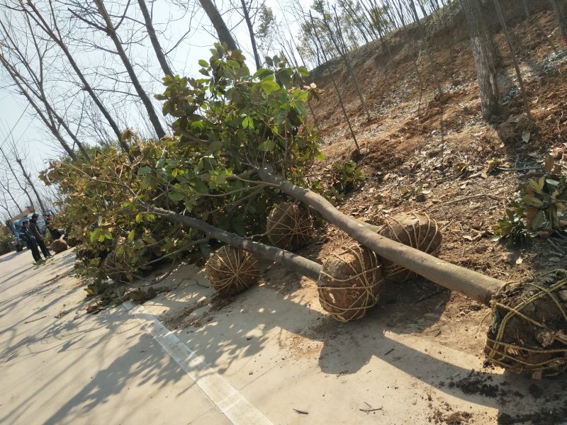 河南广玉兰树基地，河南潢川广玉兰宏昌苗圃场直销