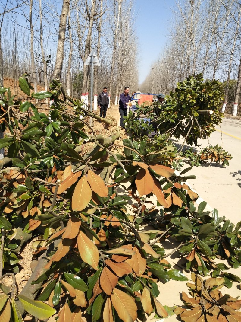 河南广玉兰树基地，河南潢川广玉兰宏昌苗圃场直销