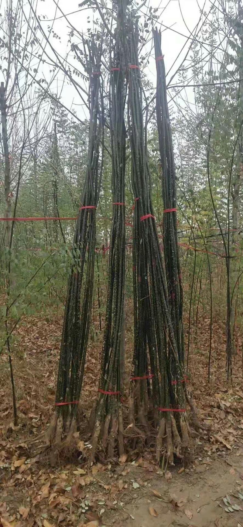 速生国槐各规格齐全，杆直量大供应！货源充足
