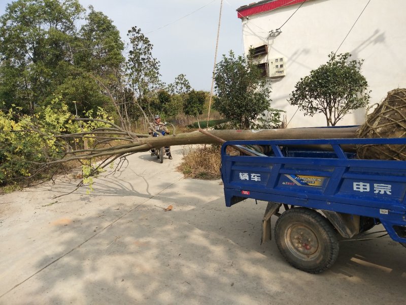 栾树基地，河南潢川宏昌苗圃场直销各种规格栾树