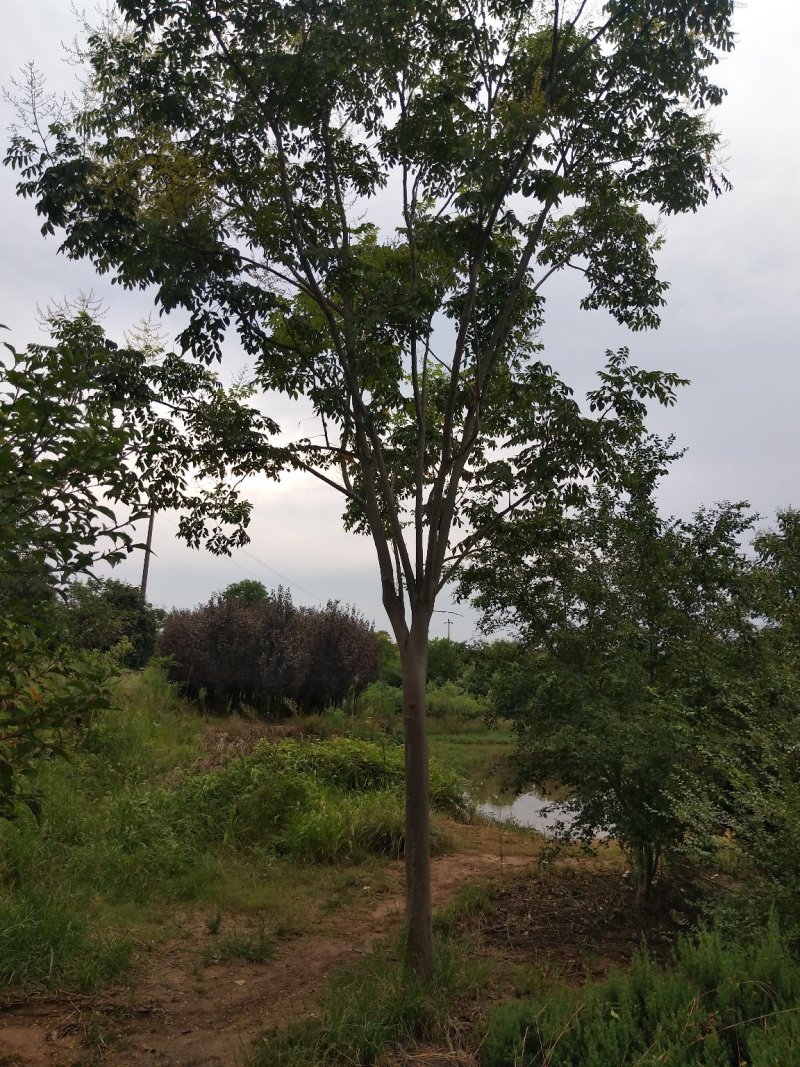 栾树基地，河南潢川宏昌苗圃场直销各种规格栾树