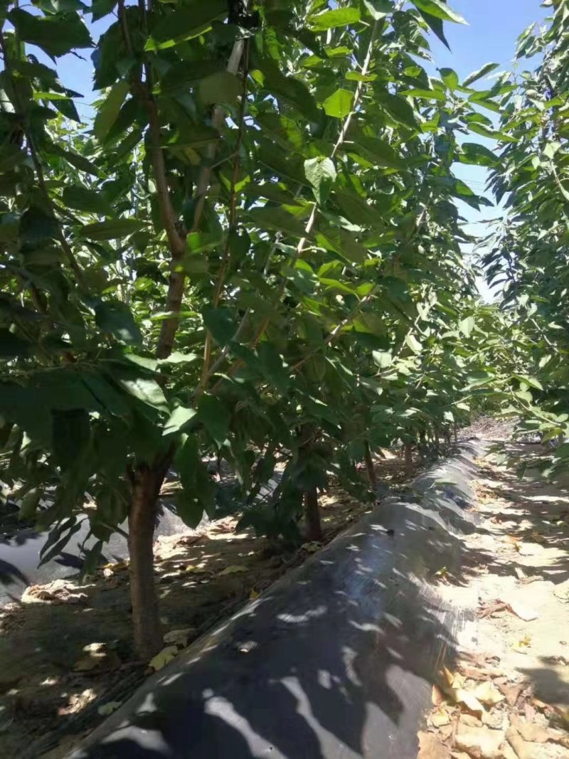 樱桃苗种植樱桃苗，基地自育苗木批发