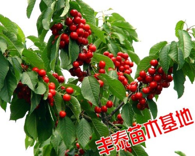 樱桃苗种植樱桃苗，基地自育苗木批发