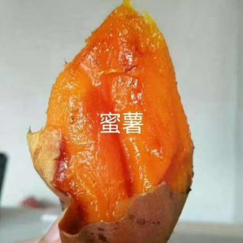 【优质】烟薯25条形好无虫眼黑斑口感好量大从优现挖现卖
