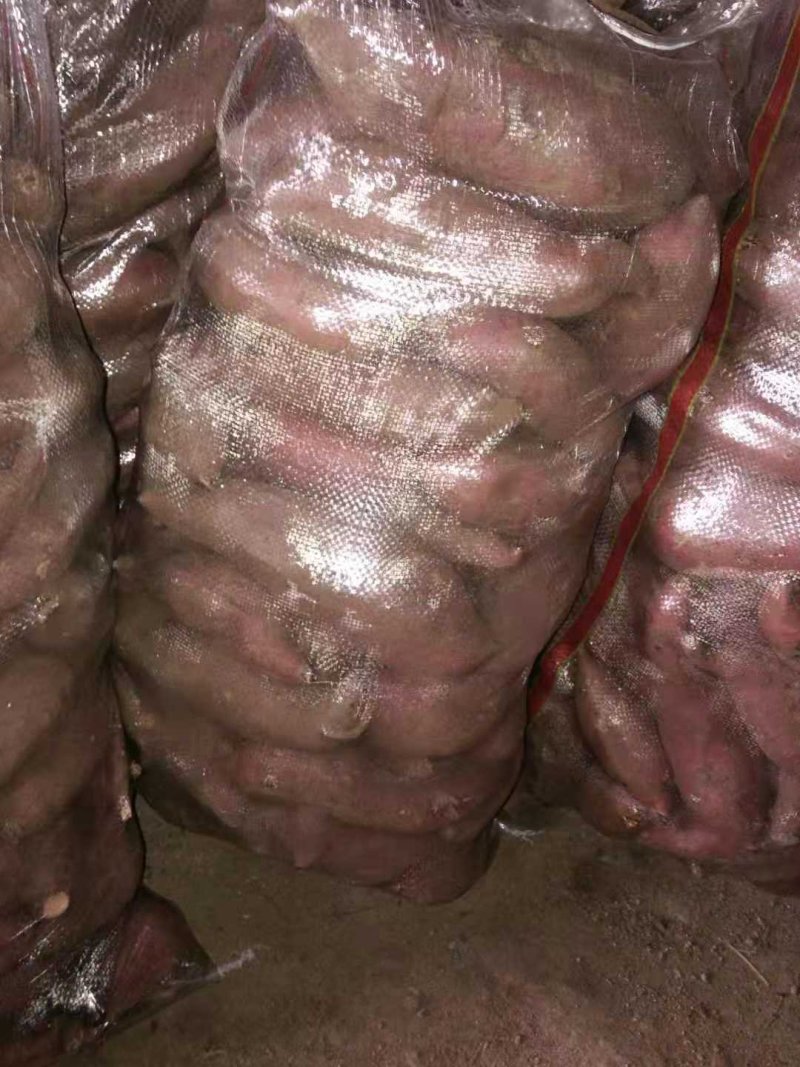 【西瓜红】山东丘陵西瓜红地瓜一手货源精品红薯现挖现卖