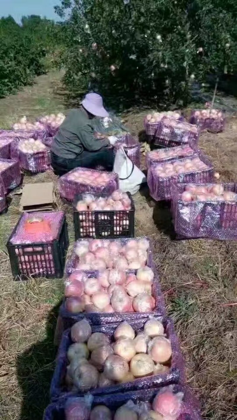 山西冰糖心红富士10斤装送切苹果器坏果包赔线上担保交易