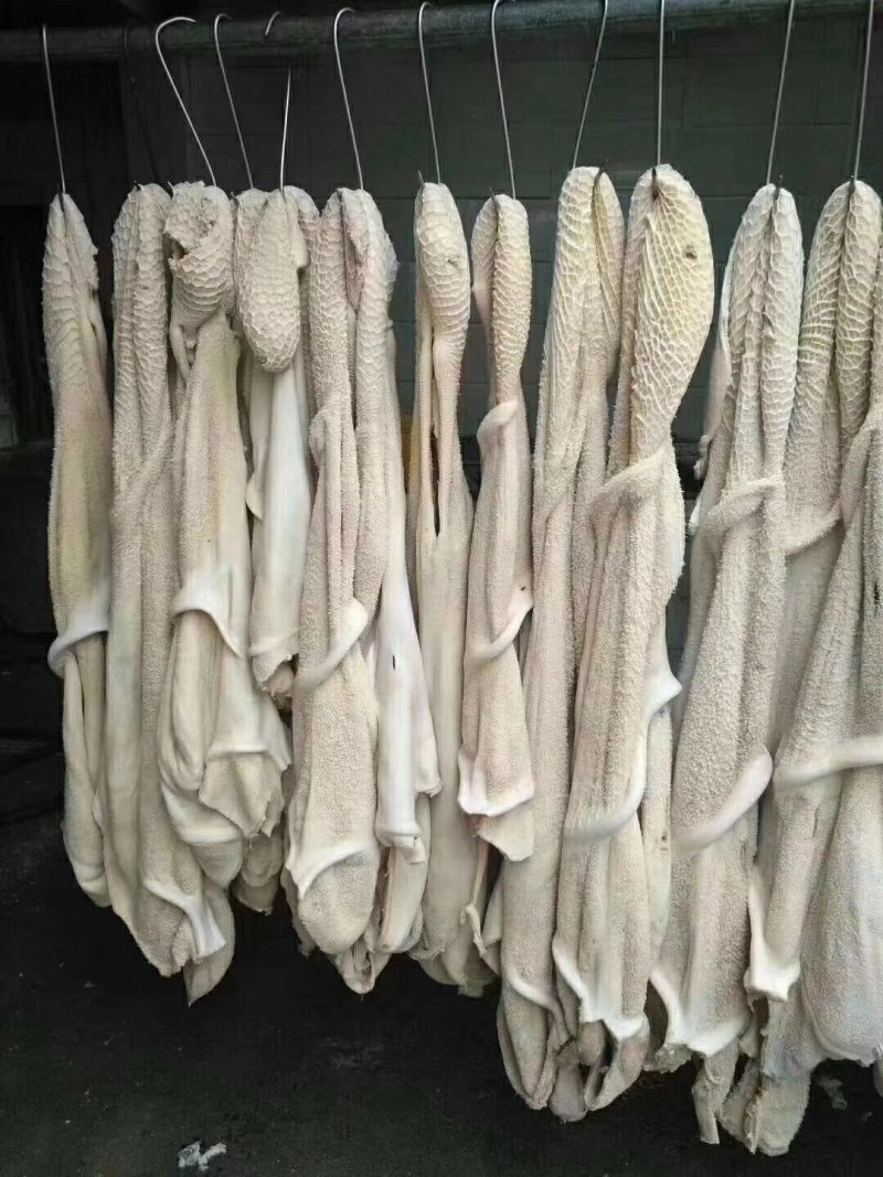 半成品牛肚