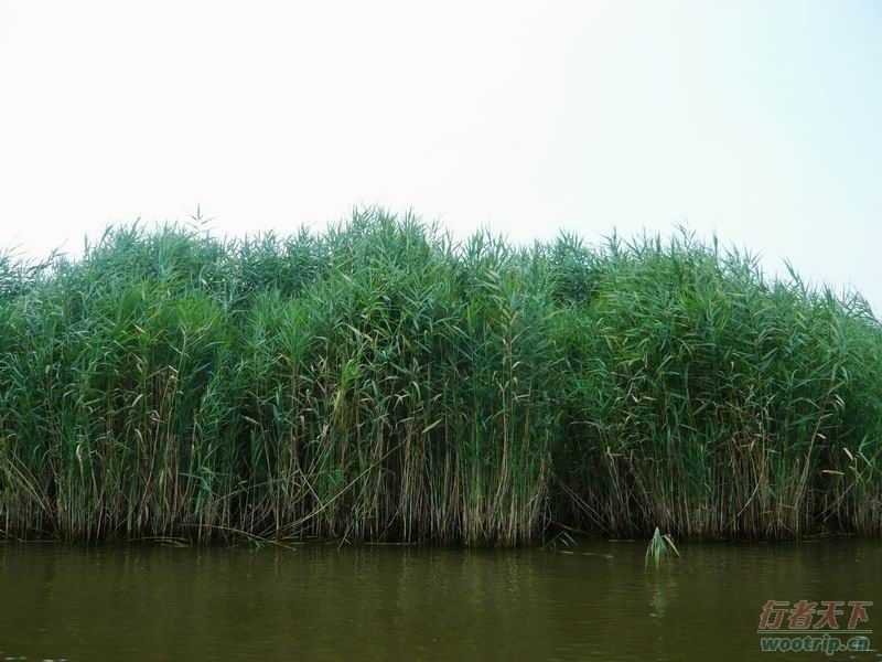 芦苇苗批发基地/芦苇苗厂家直销专卖/专业芦苇苗种植供应