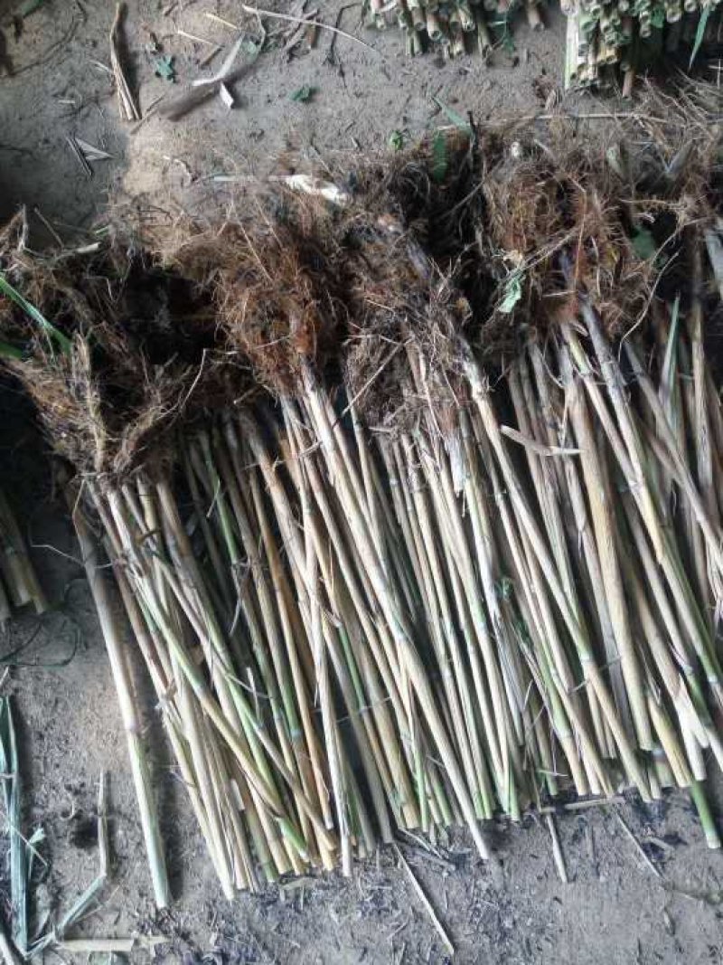 芦苇苗批发基地/芦苇苗厂家直销专卖/专业芦苇苗种植供应