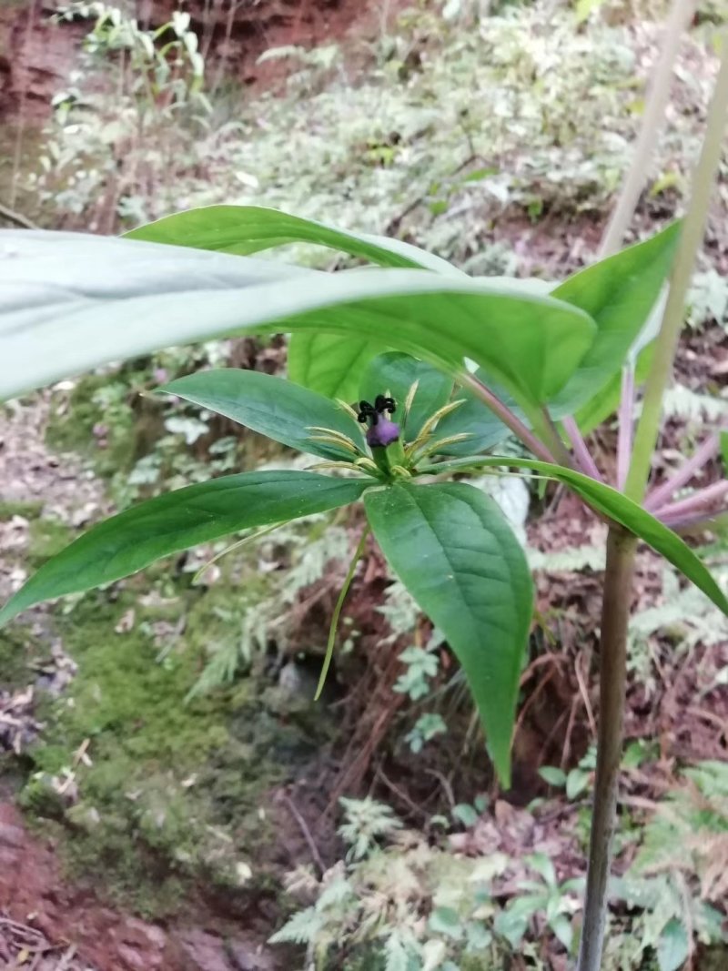 贵州野生华重楼（九道枯）鲜货大量购销黑花重楼