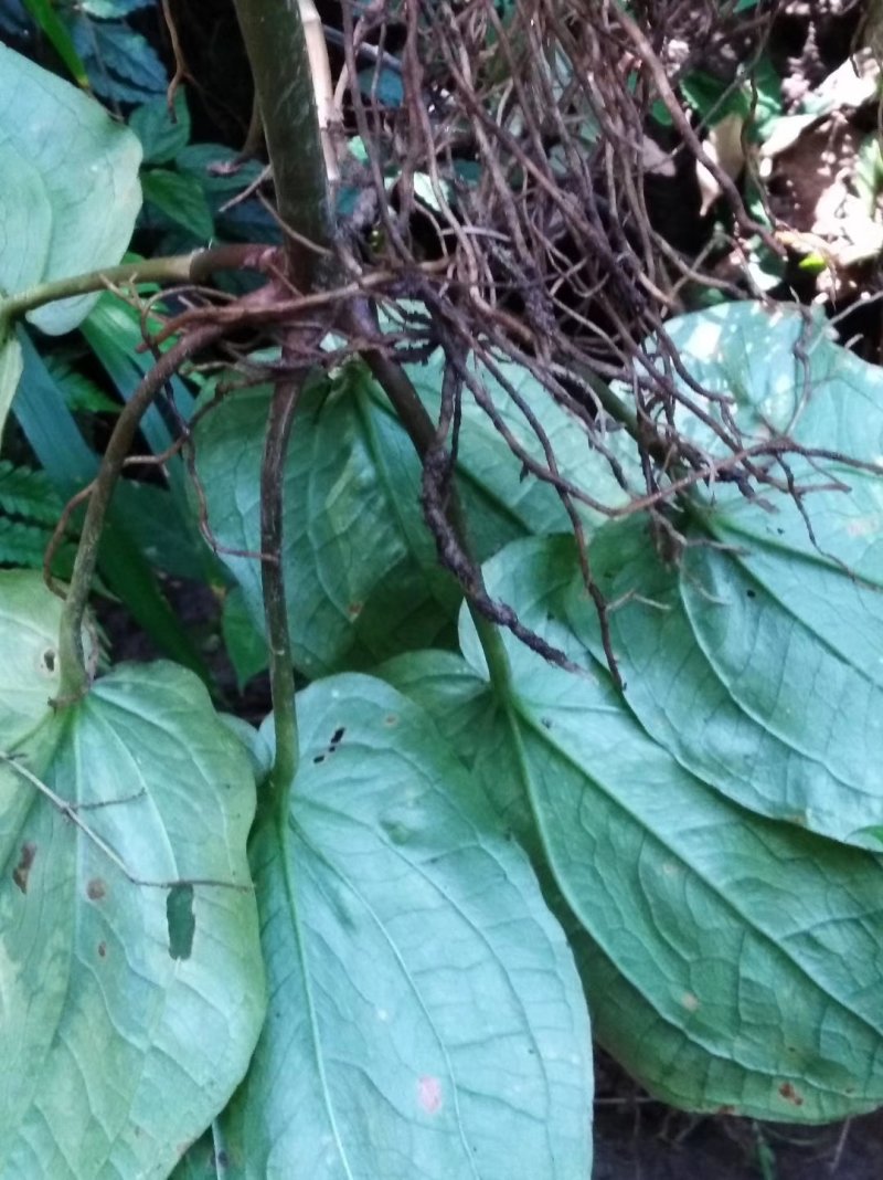 贵州野生华重楼（九道枯）鲜货大量购销黑花重楼