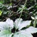 贵州野生华重楼（九道枯）鲜货大量购销黑花重楼