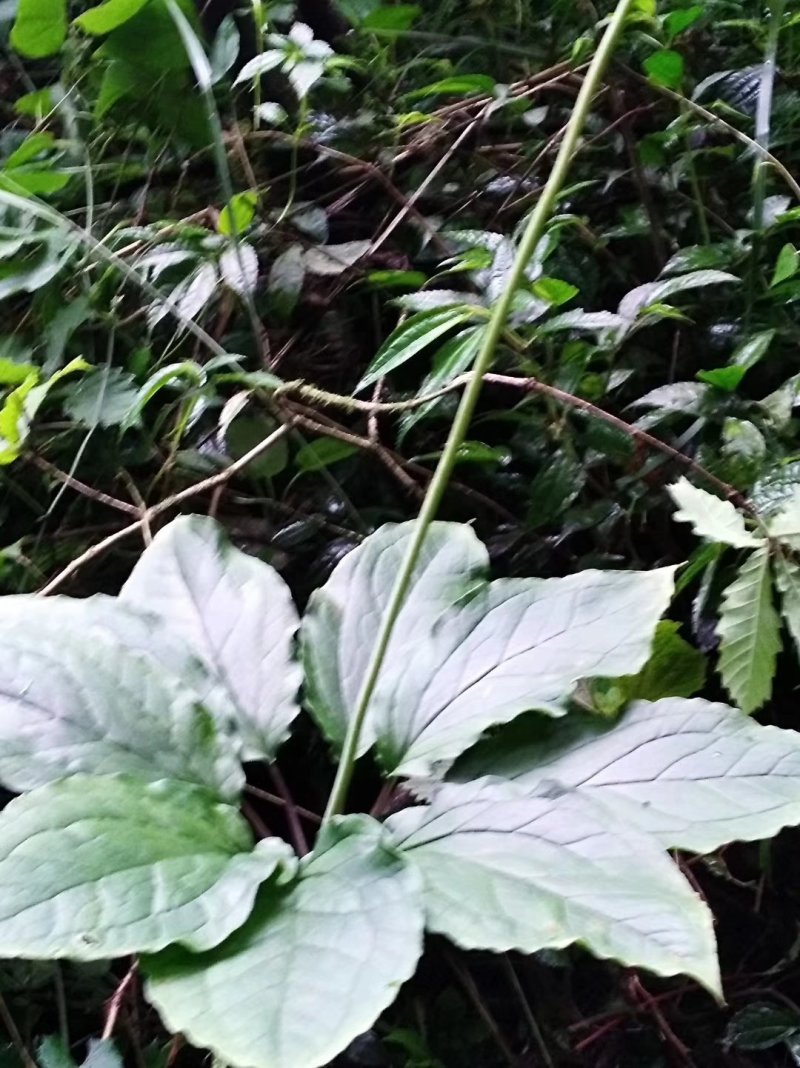 贵州野生华重楼（九道枯）鲜货大量购销黑花重楼