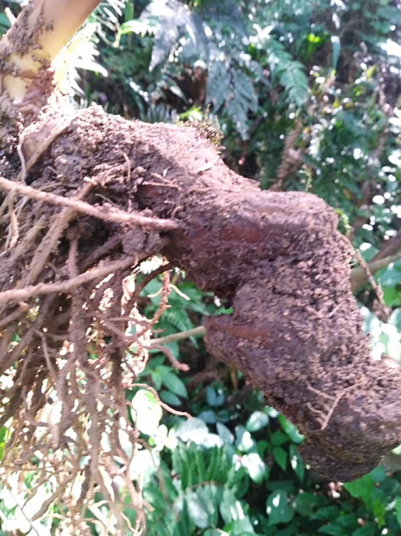 贵州野生华重楼（九道枯）鲜货大量购销黑花重楼