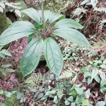 贵州野生华重楼（九道枯）鲜货大量购销黑花重楼