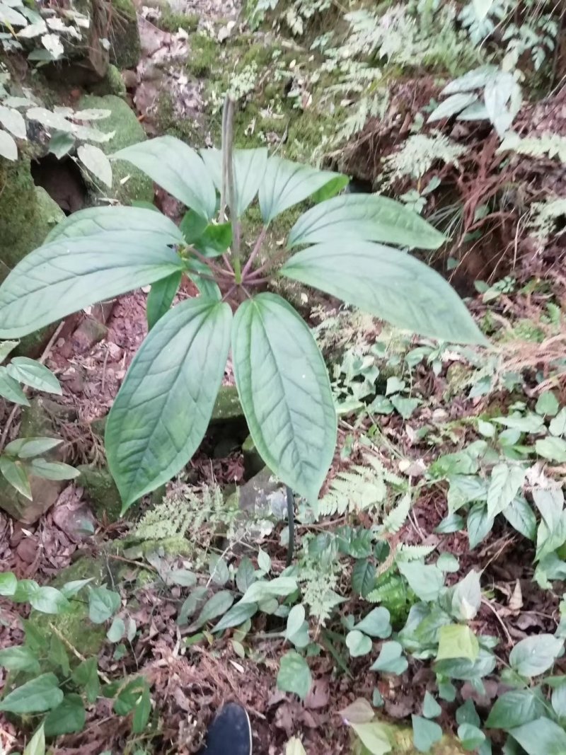 贵州野生华重楼（九道枯）鲜货大量购销黑花重楼