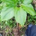 贵州野生华重楼（九道枯）鲜货大量购销黑花重楼
