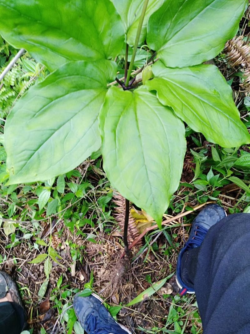 贵州野生华重楼（九道枯）鲜货大量购销黑花重楼
