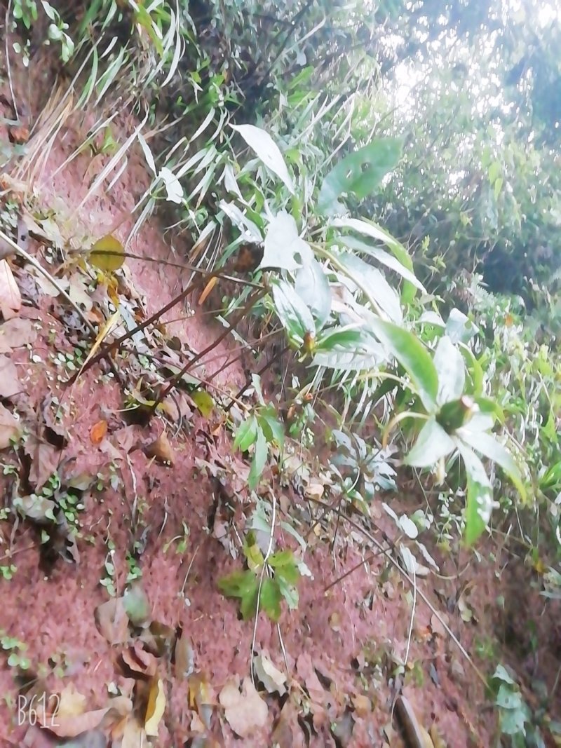贵州野生华重楼（九道枯）鲜货大量购销黑花重楼