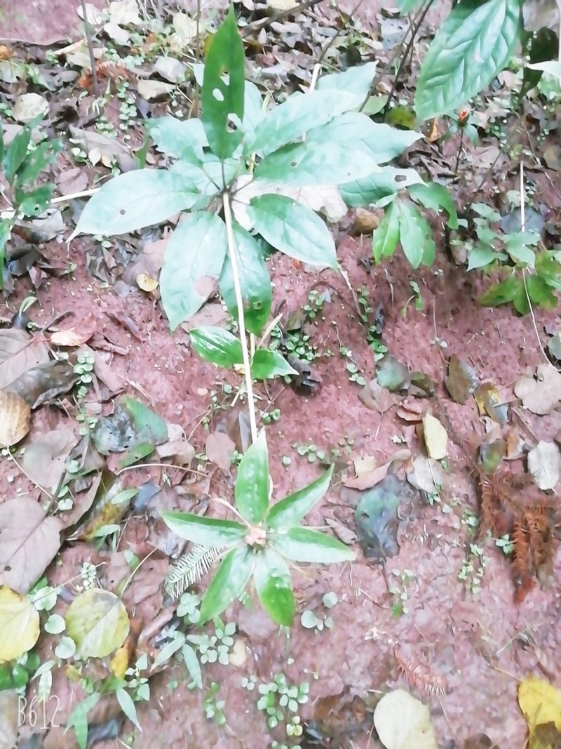 贵州野生华重楼（九道枯）鲜货大量购销黑花重楼