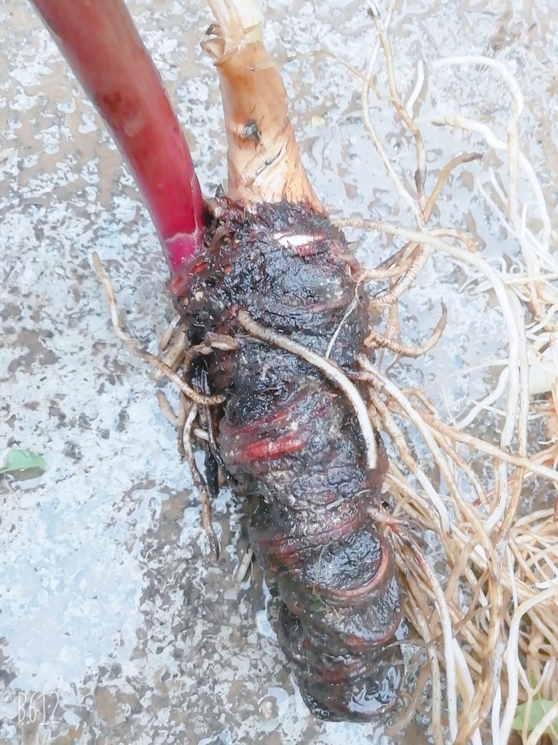 贵州野生华重楼（九道枯）鲜货大量购销黑花重楼
