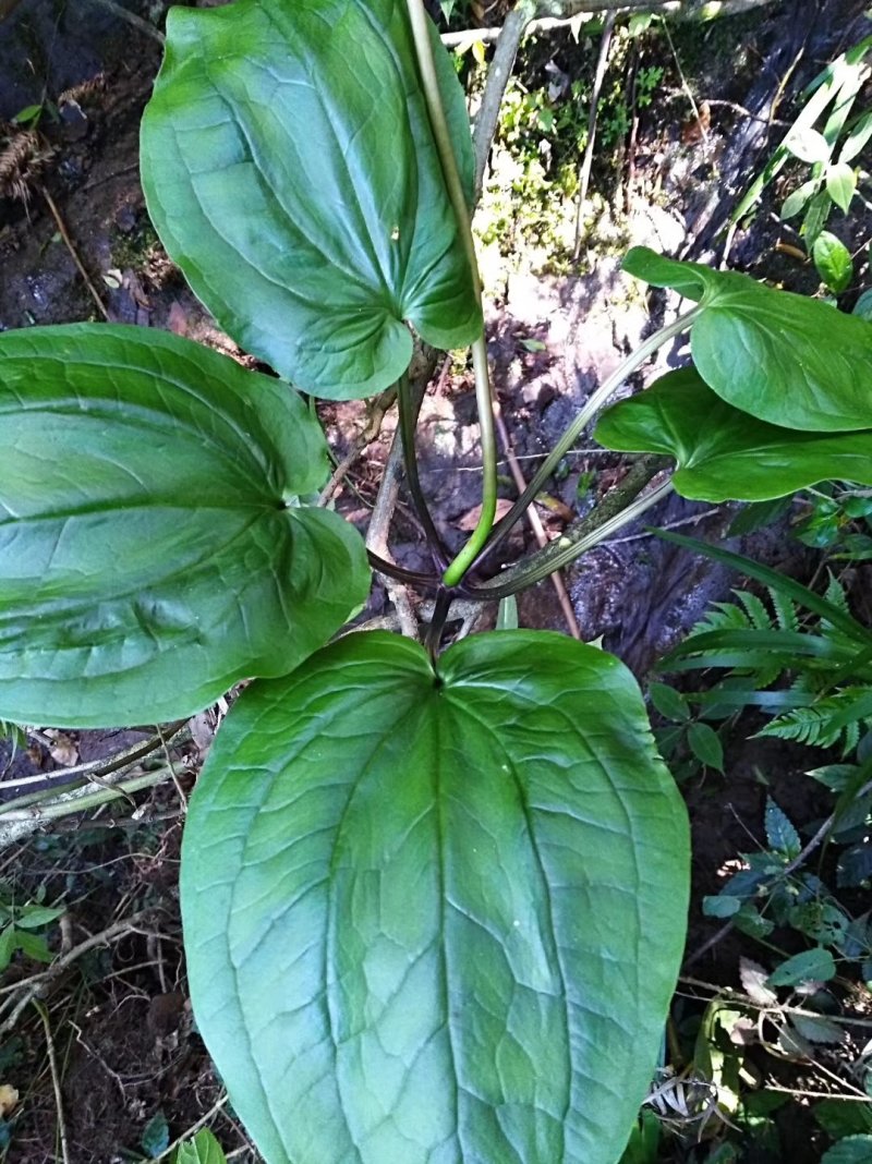 贵州野生华重楼（九道枯）鲜货大量购销黑花重楼