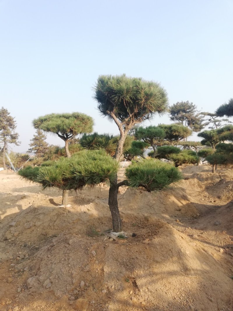 造型油松景观黑松，大型古松，盆景松，黑松小苗