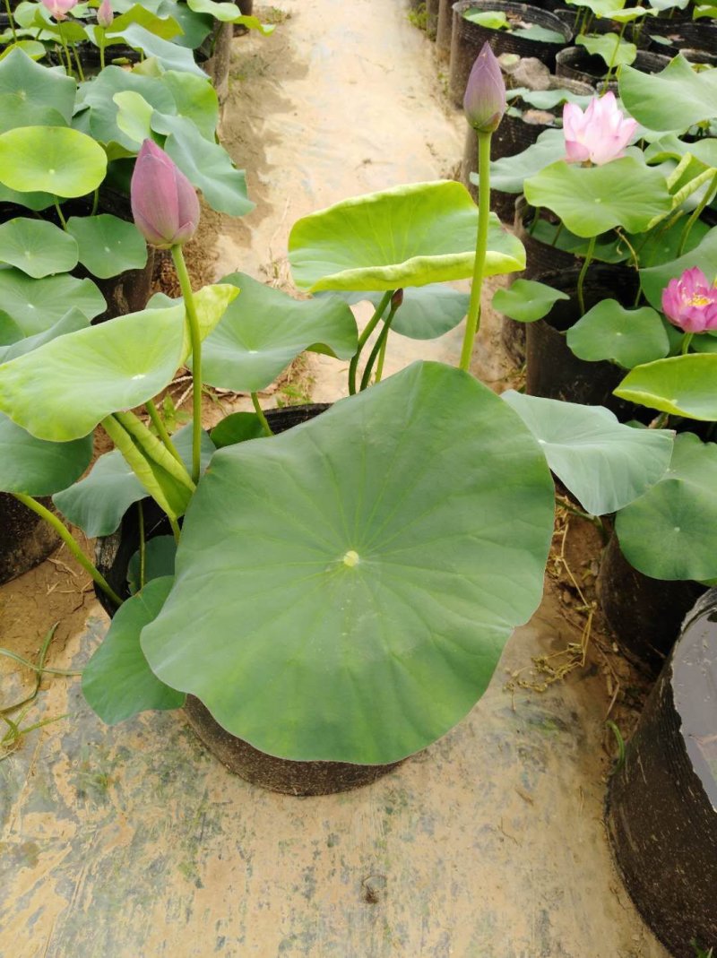 荷花/精品荷花/野生荷花/盆栽荷花