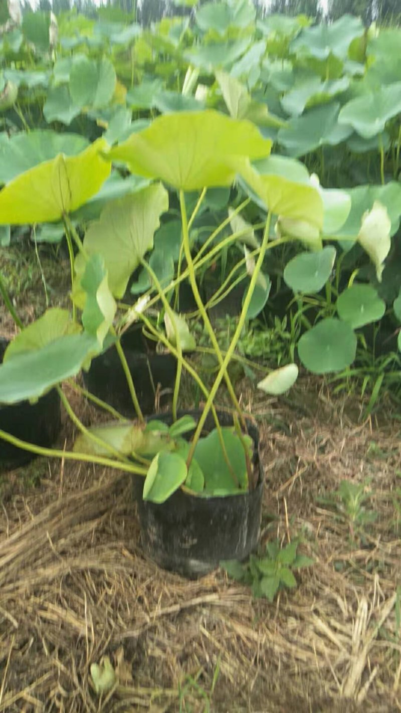 荷花/精品荷花/野生荷花/盆栽荷花