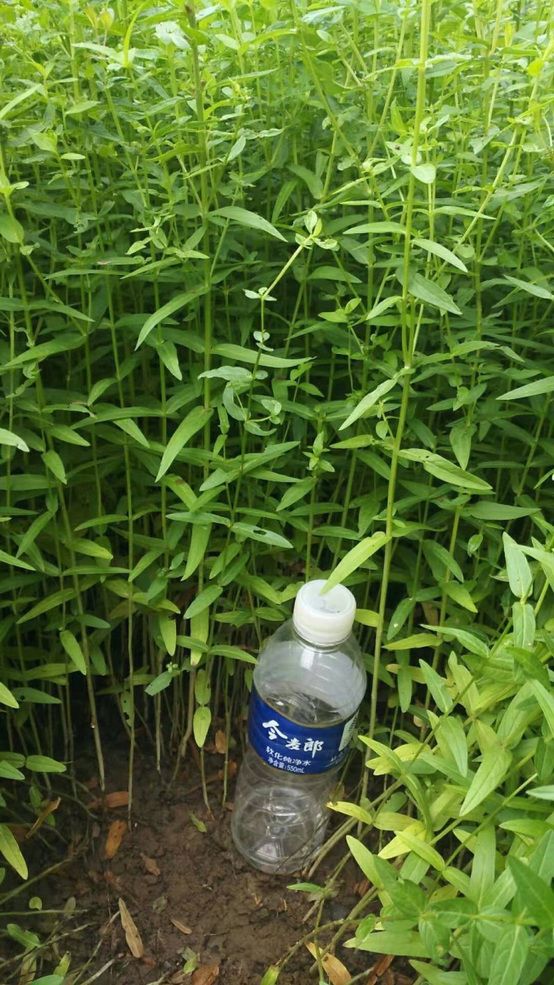 香蒲种植/宁夏香蒲种植基地