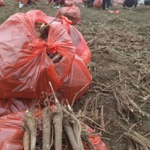 芍药苗基地直发，本公司育苗基地2000多亩，多年来以信念