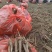 芍药苗基地直发，本公司育苗基地2000多亩，多年来以信念