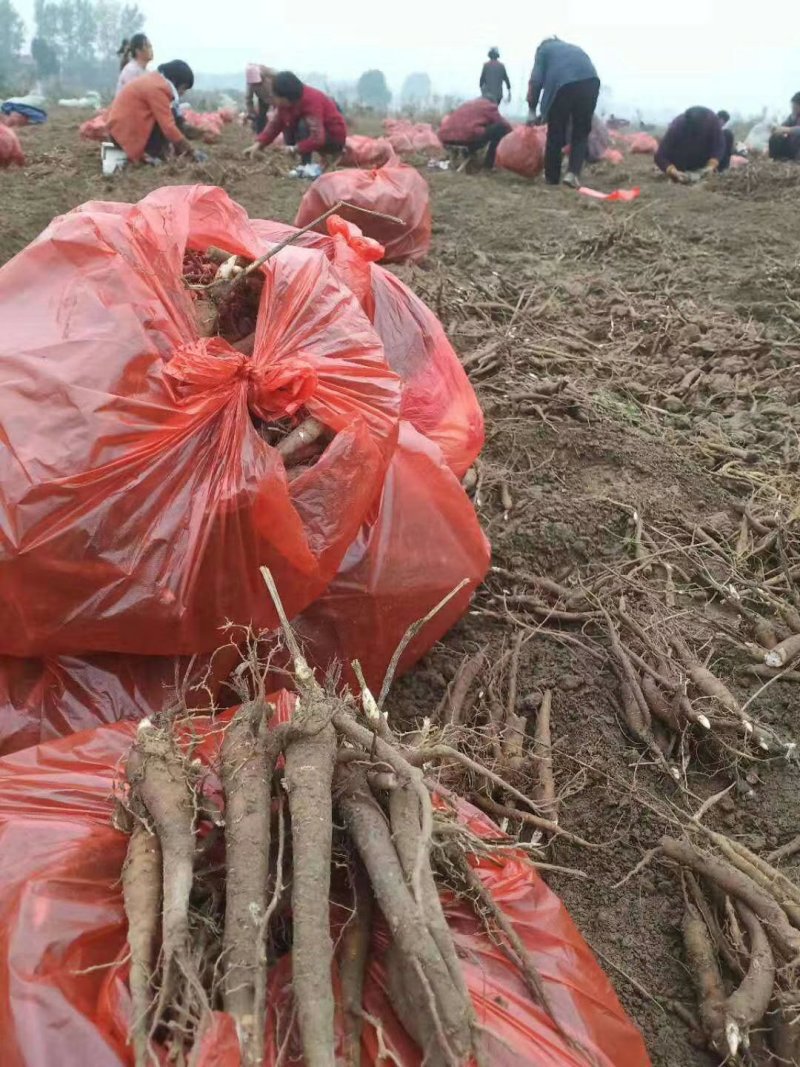 芍药苗基地直发，本公司育苗基地2000多亩，多年来以信念