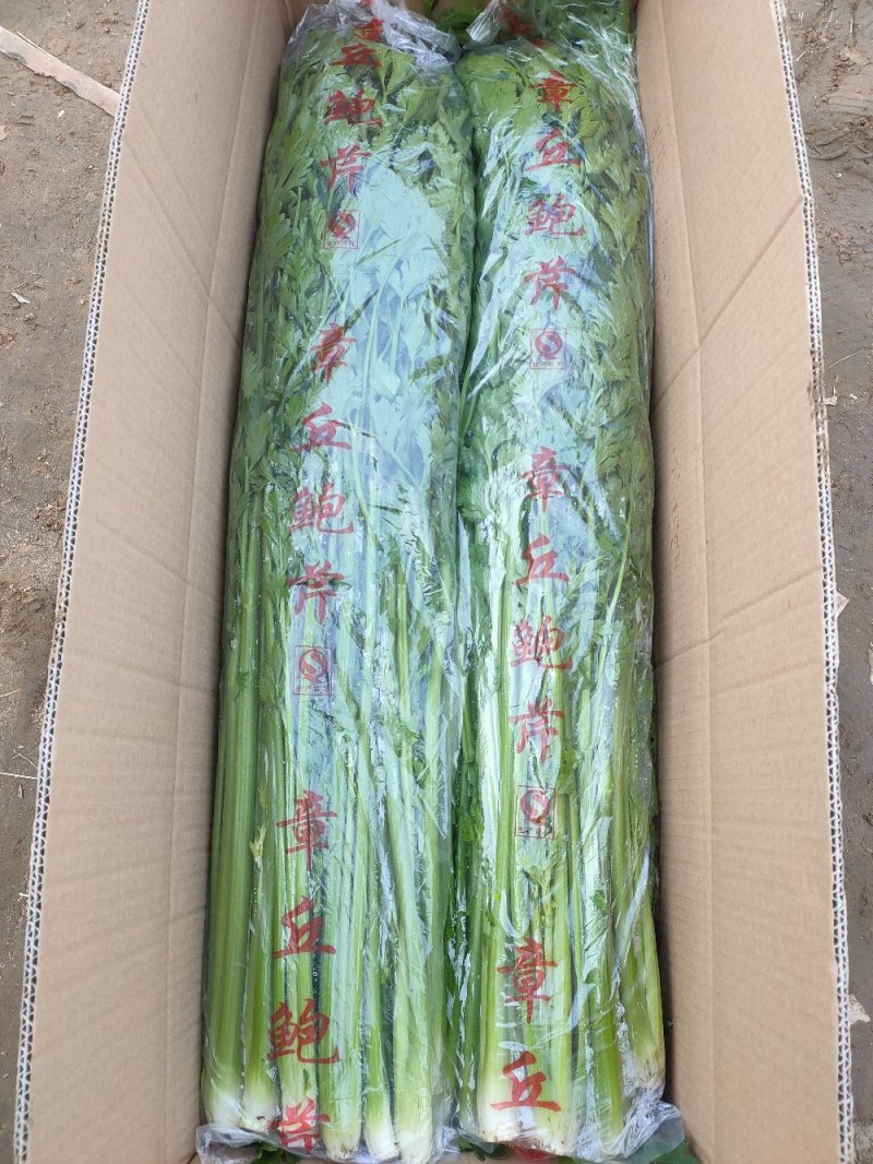 ★章丘鲍芹★自产自销一手货源快递整车均可