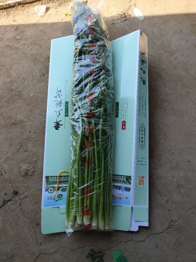 【正宗】章丘鲍芹世博会展品合作社一手货源酒店商超直供