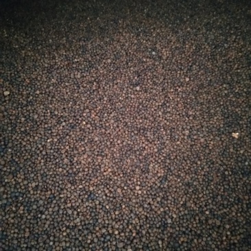 珍珠小茶籽