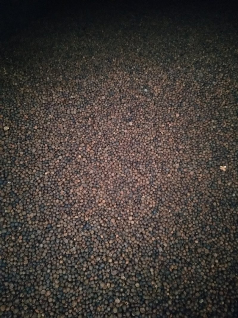珍珠小茶籽